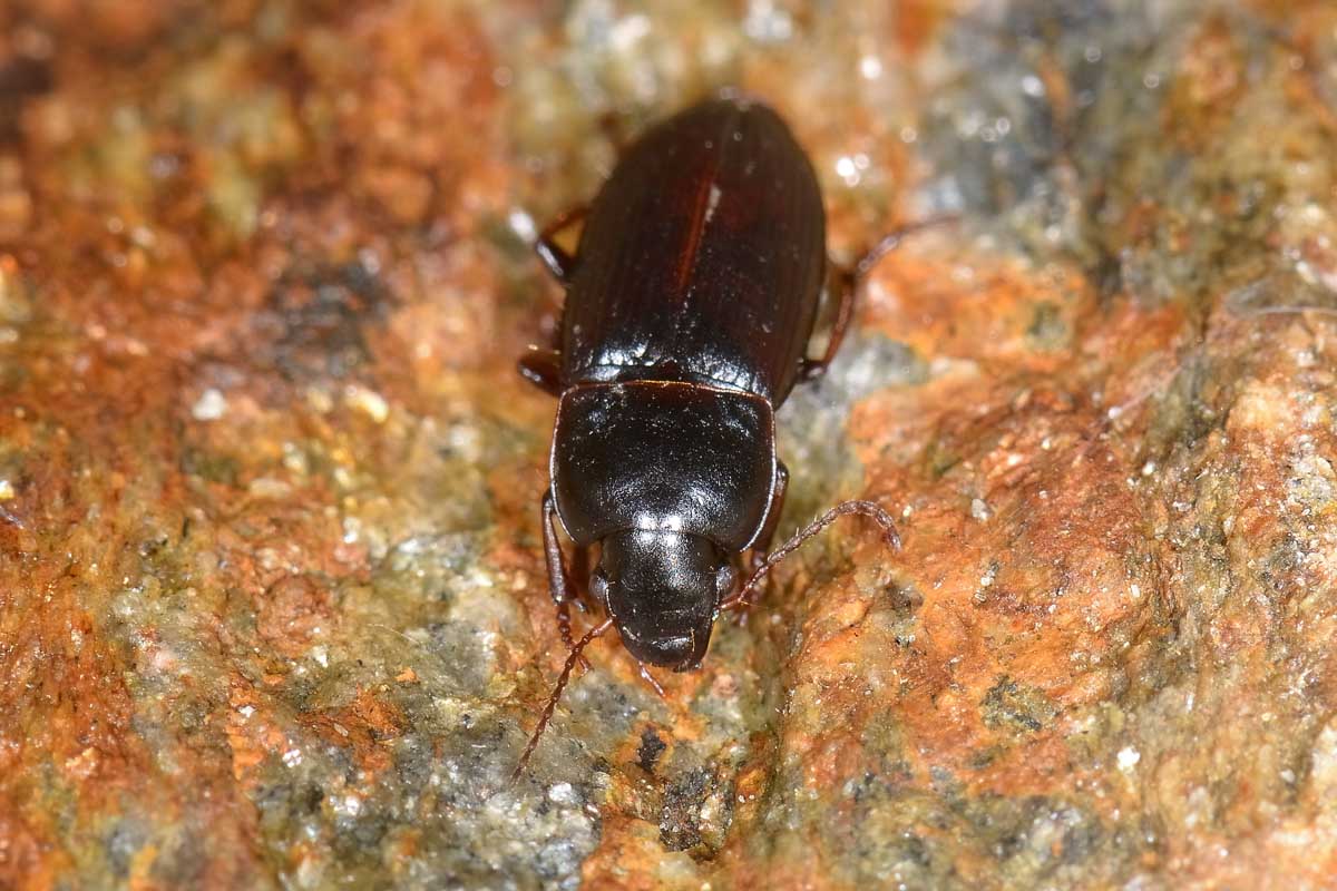 Harpalus anxius  (Carabidae)